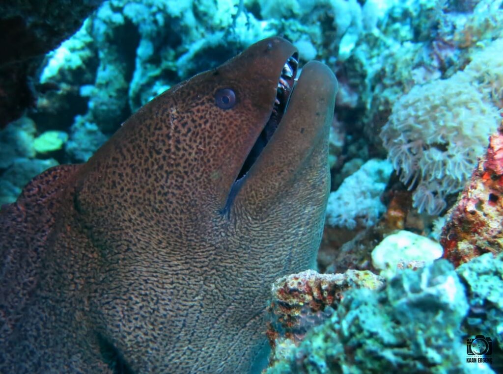 deephookdiscoveries_1757337137_3717135783258787103_76403447352