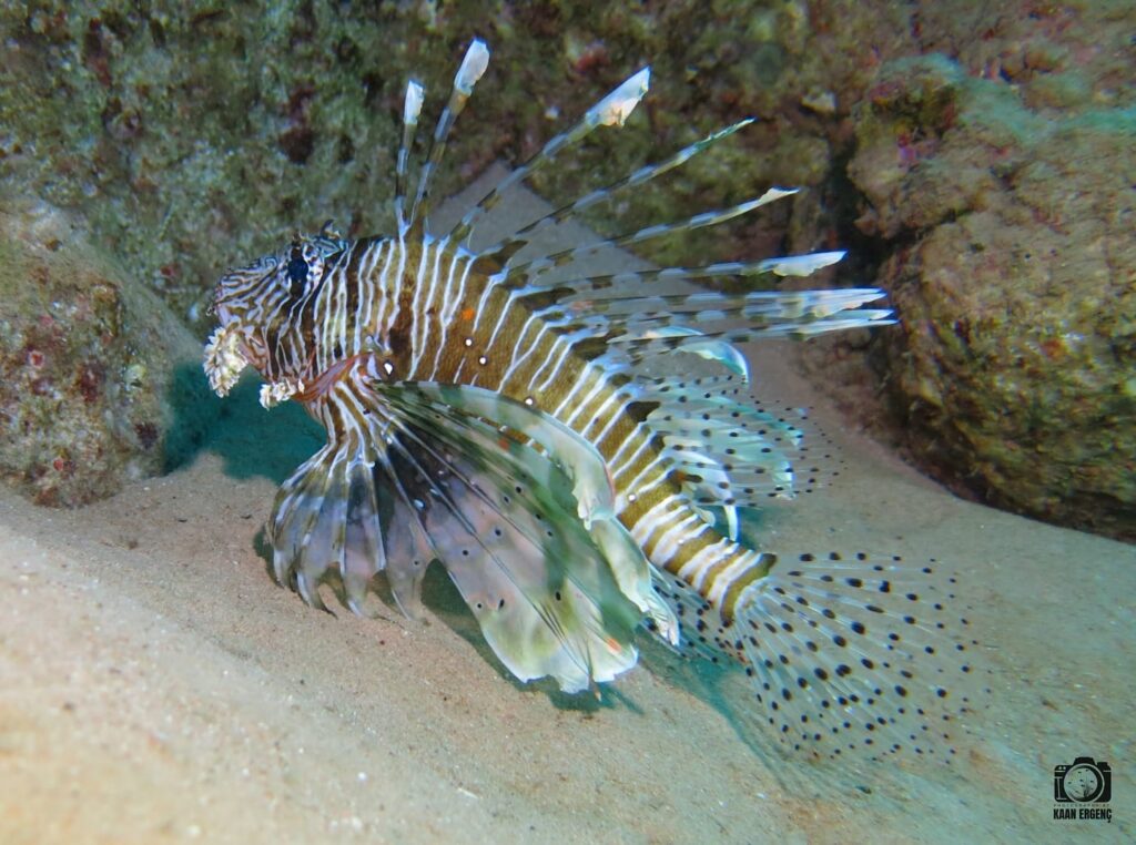 deephookdiscoveries_1757337186_3717136192790602424_76403447352