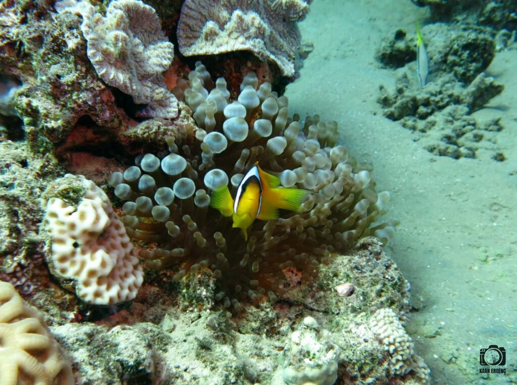 deephookdiscoveries_1757337186_3717136192790615748_76403447352