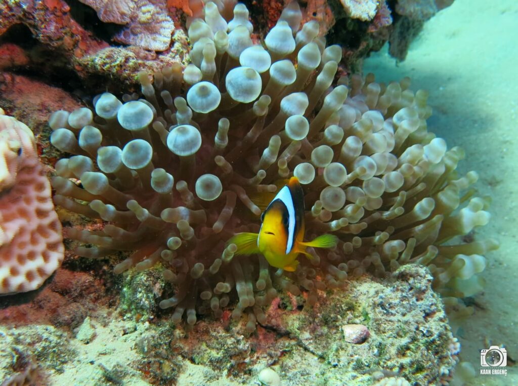 deephookdiscoveries_1757337186_3717136192790617584_76403447352