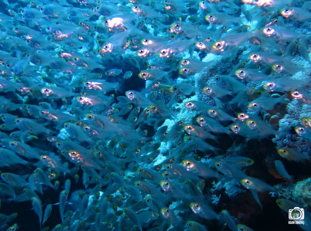 deephookdiscoveries_1757337186_3717136192790649353_76403447352