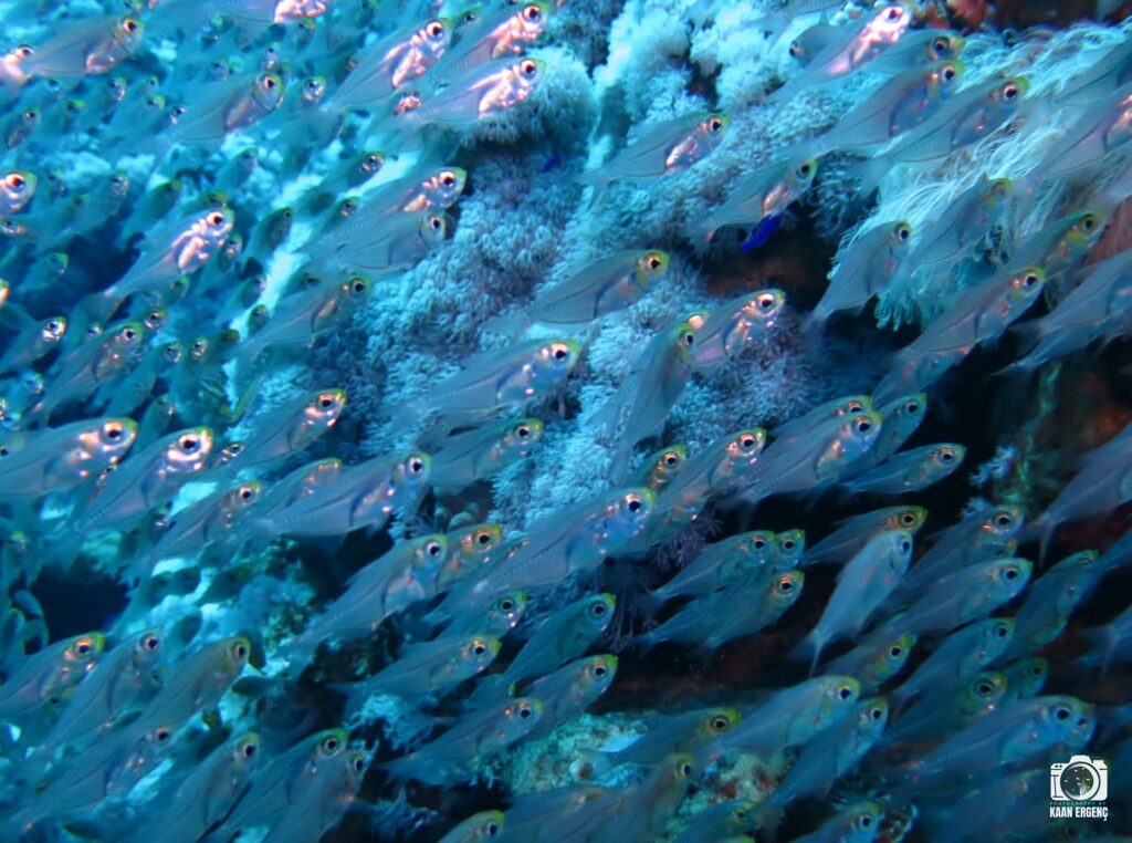 deephookdiscoveries_1757337186_3717136192790655407_76403447352