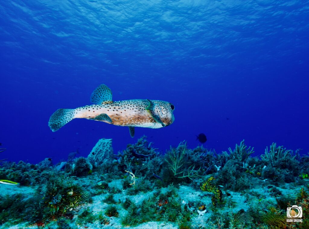 deephookdiscoveries_1757337666_3717140215790851664_76403447352