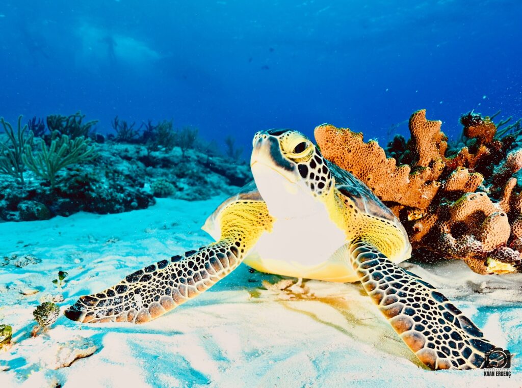 deephookdiscoveries_1757337666_3717140215790886617_76403447352