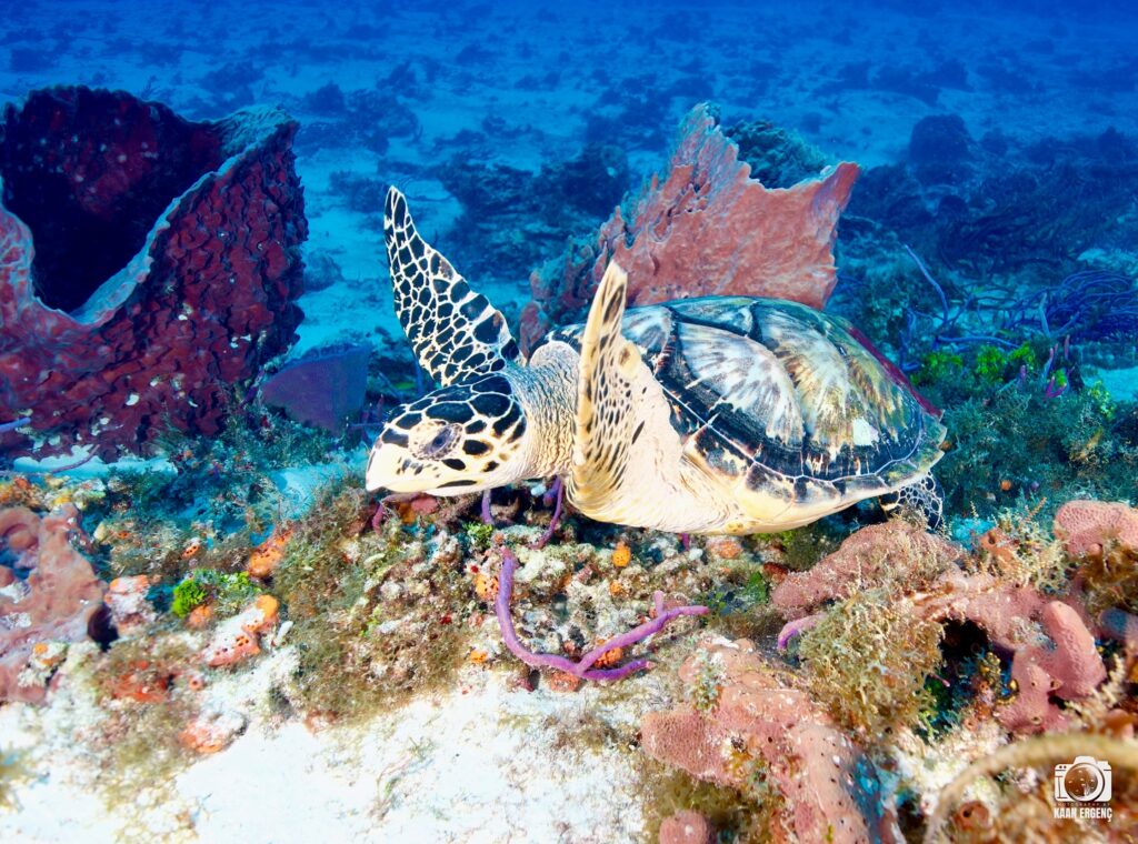 deephookdiscoveries_1757337666_3717140215799232015_76403447352