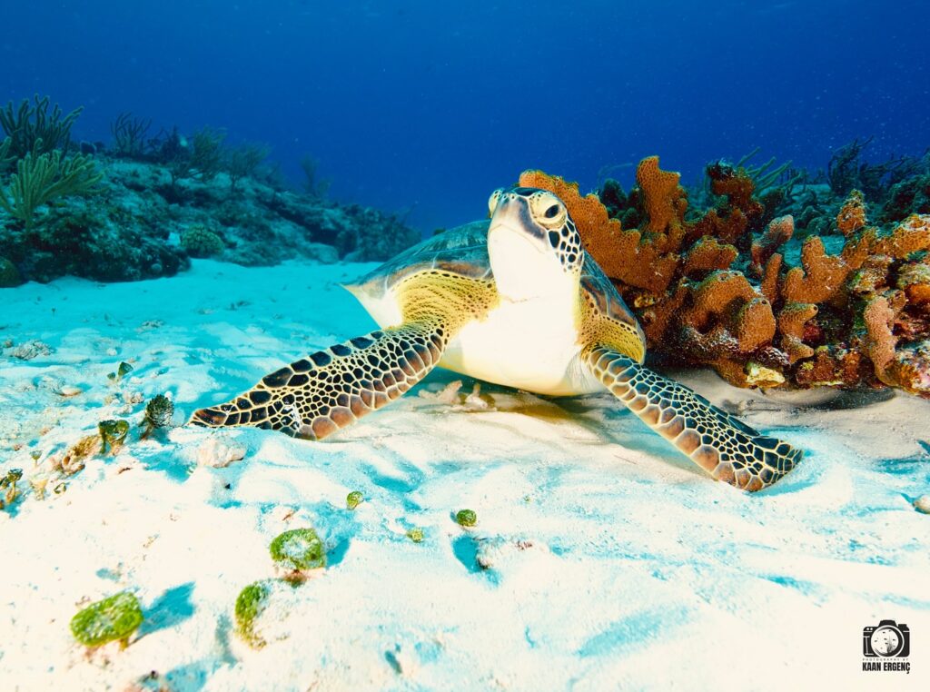 deephookdiscoveries_1757337666_3717140215832827567_76403447352