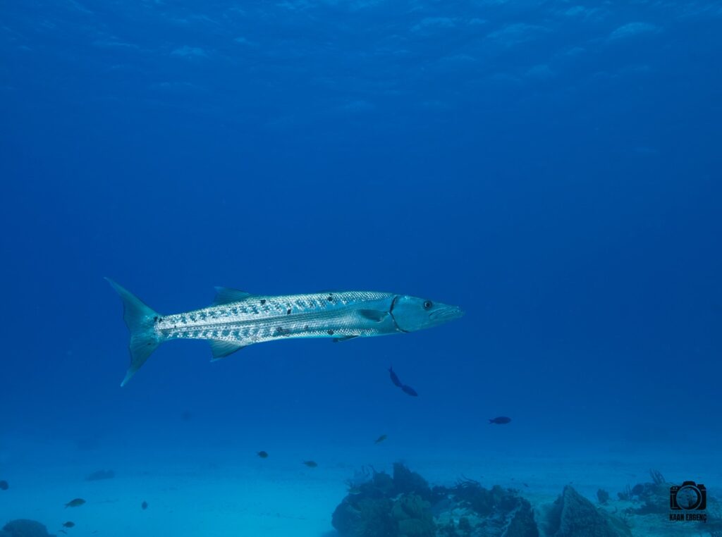 deephookdiscoveries_1757337769_3717141081302240087_76403447352