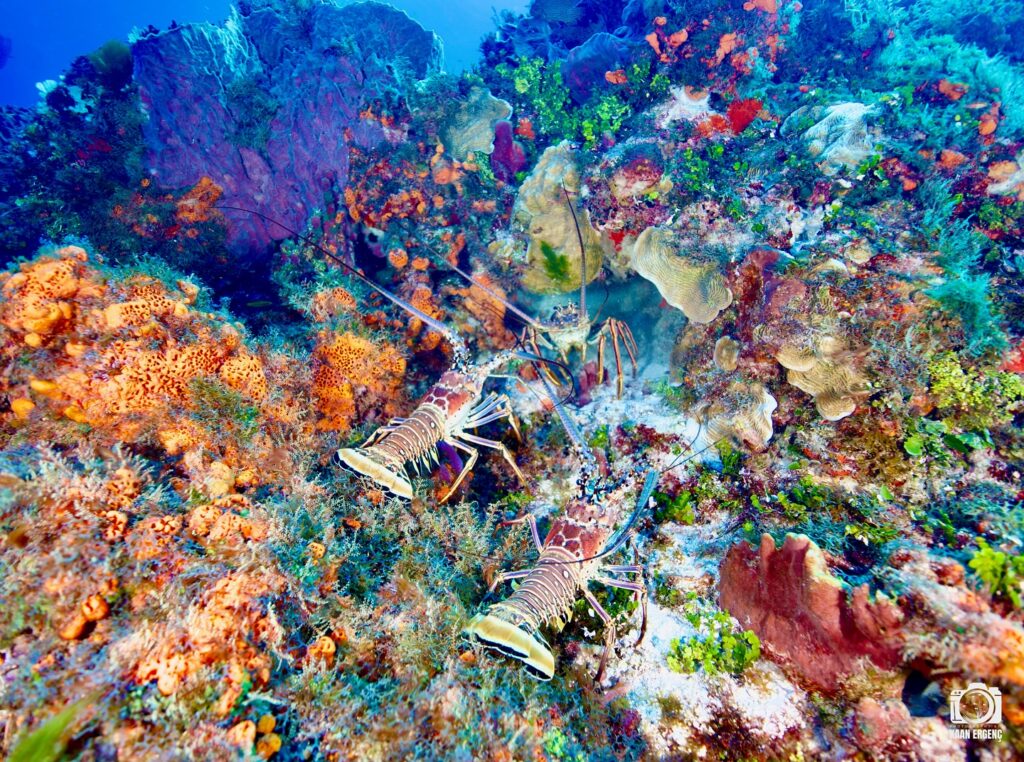 deephookdiscoveries_1757337769_3717141081302251295_76403447352