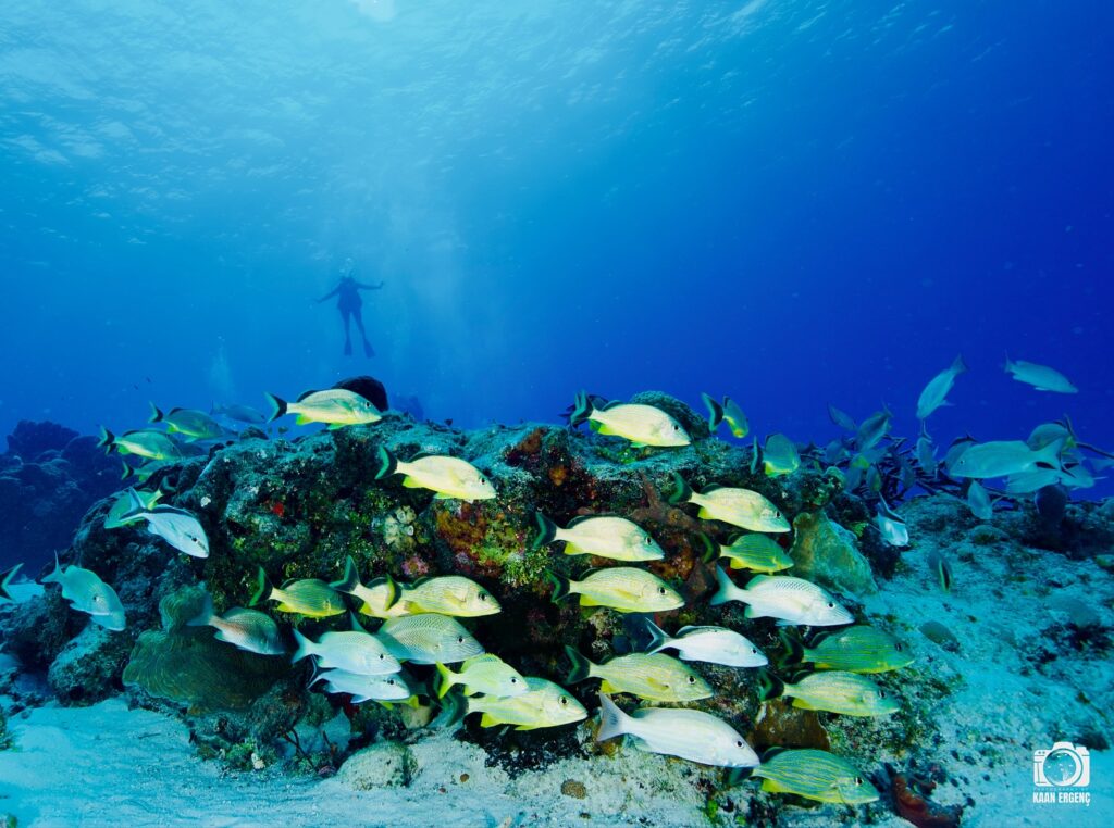 deephookdiscoveries_1757337769_3717141081319057676_76403447352