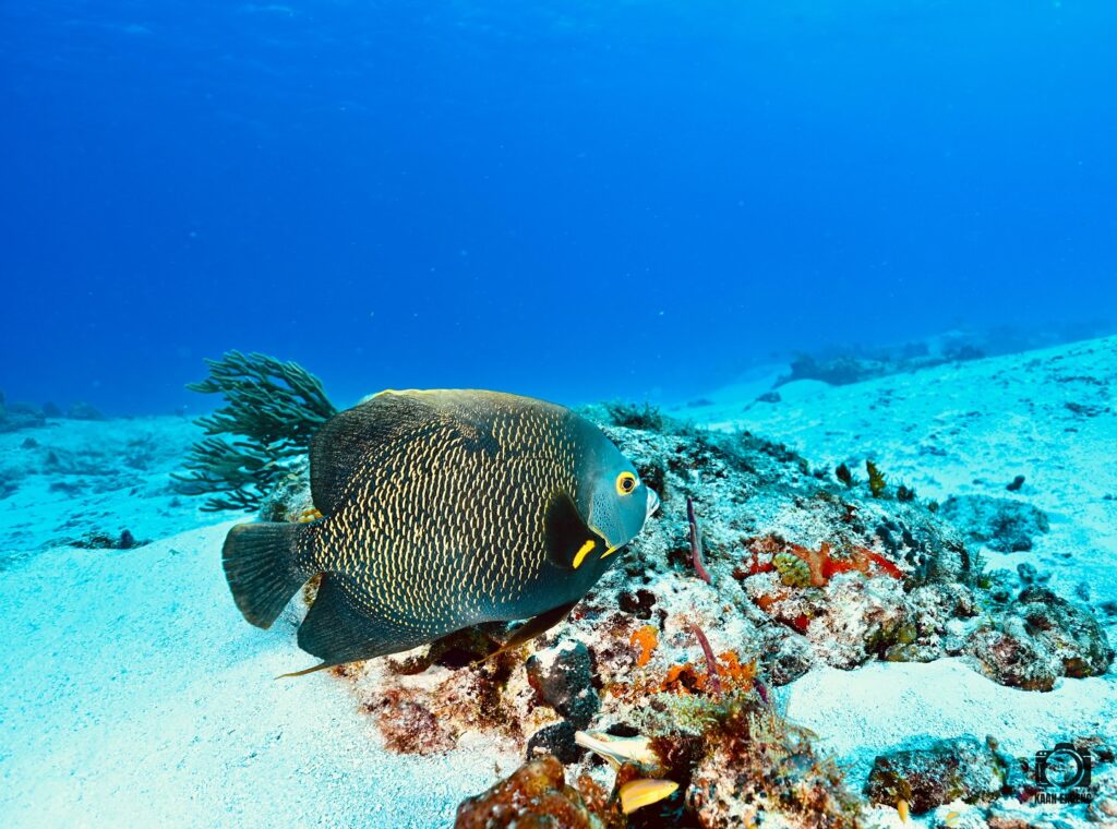 deephookdiscoveries_1757337769_3717141081319072365_76403447352