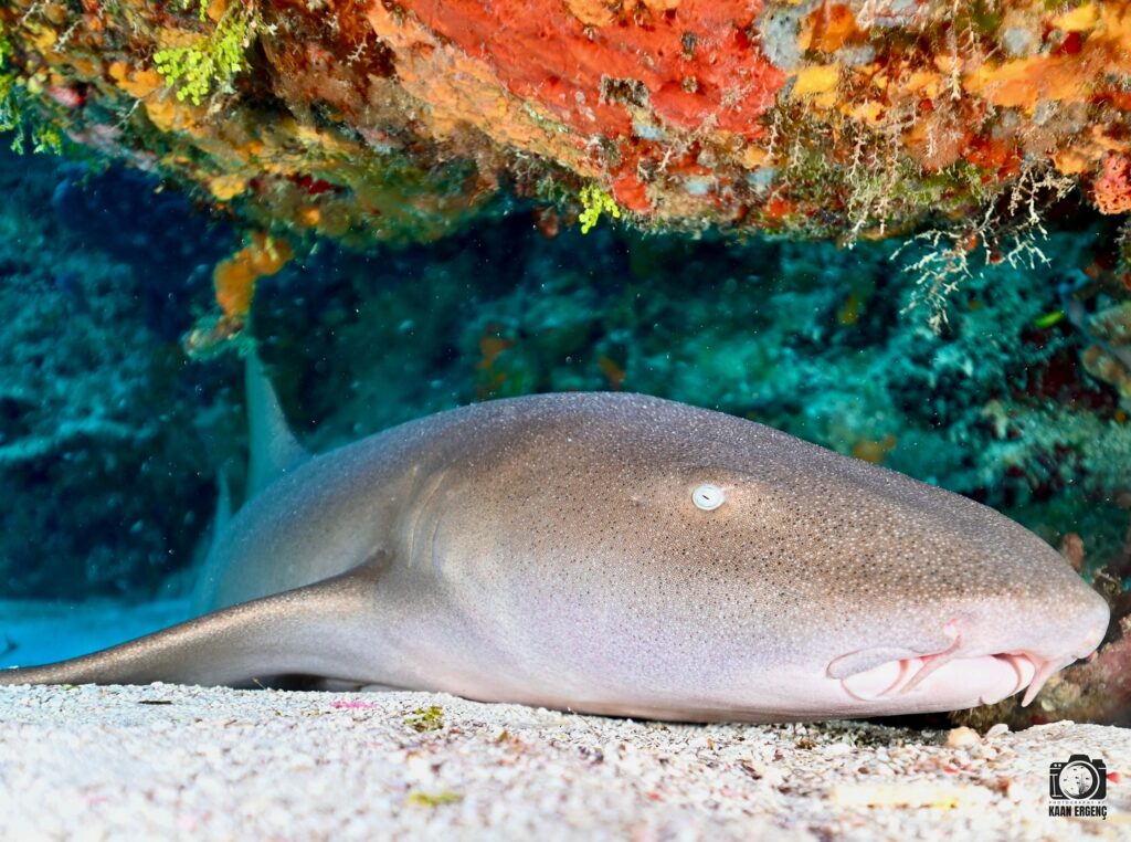 deephookdiscoveries_1757337769_3717141081604244012_76403447352