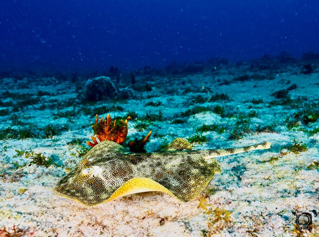 deephookdiscoveries_1757337831_3717141603493149801_76403447352