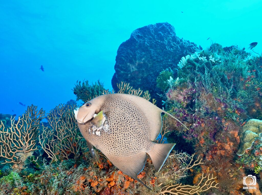 deephookdiscoveries_1757337831_3717141603501480339_76403447352