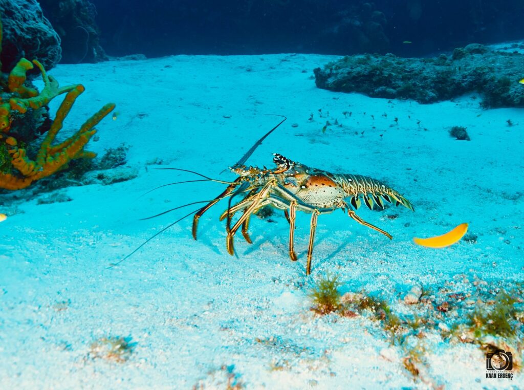 deephookdiscoveries_1757337831_3717141603501518076_76403447352