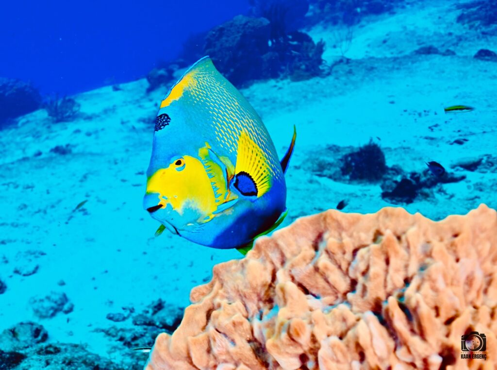 deephookdiscoveries_1757337831_3717141603501521257_76403447352