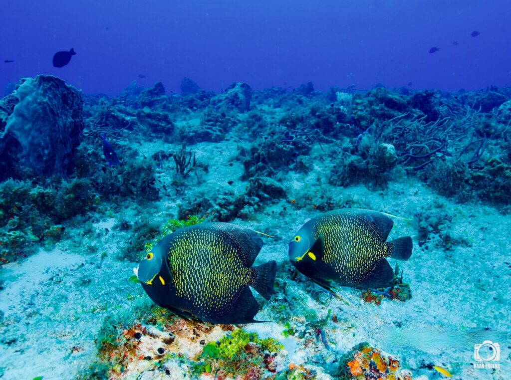 deephookdiscoveries_1757337831_3717141603501532771_76403447352