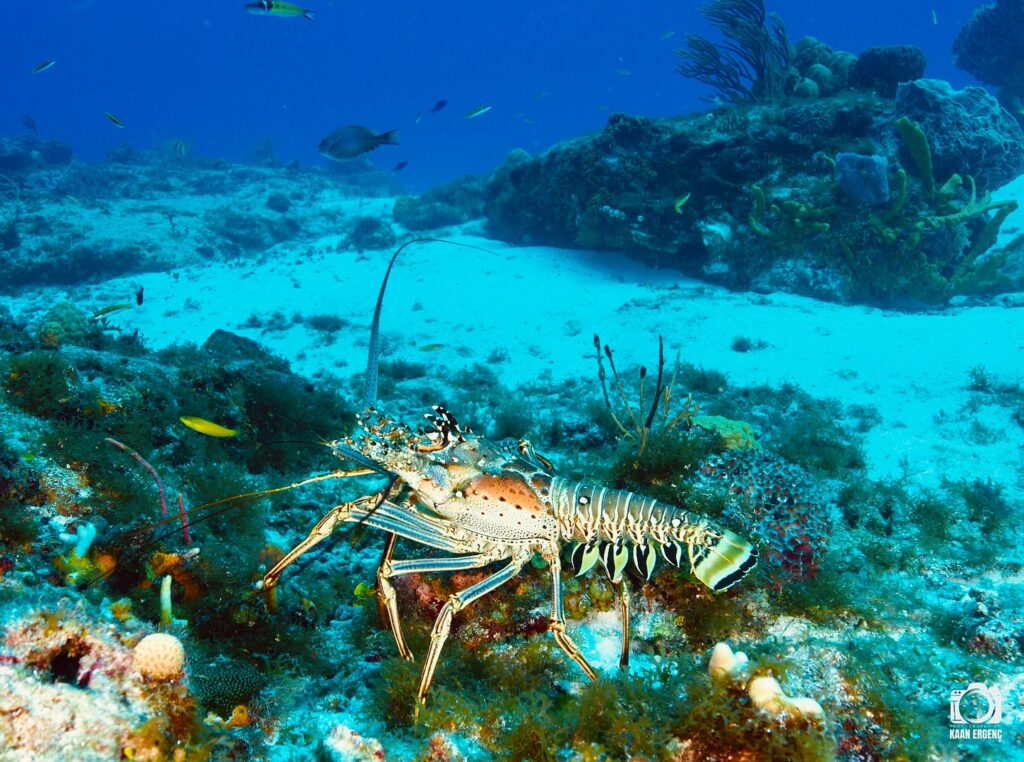 deephookdiscoveries_1757337831_3717141603786738553_76403447352