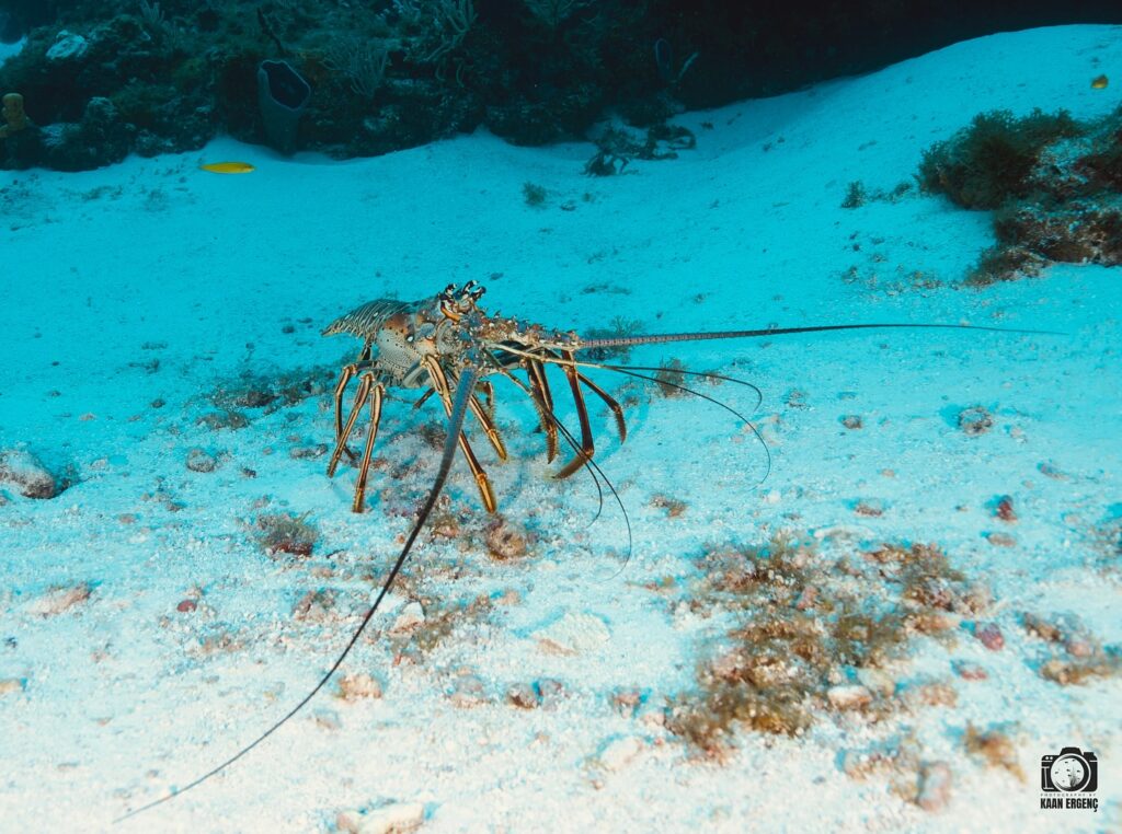 deephookdiscoveries_1757337831_3717141603828674734_76403447352