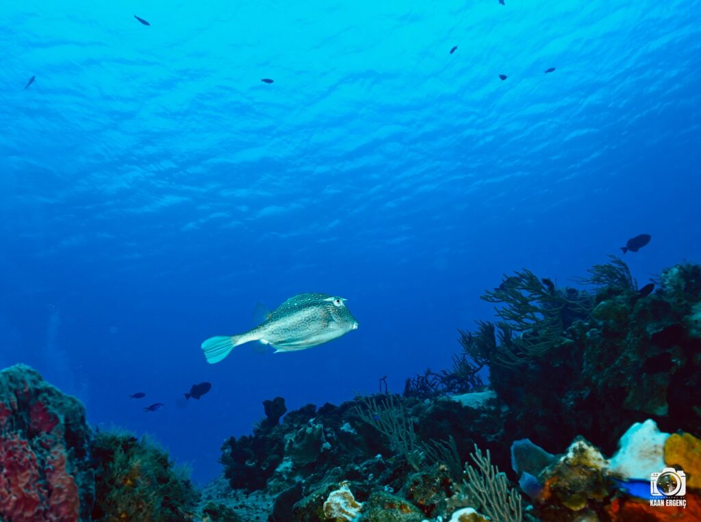 deephookdiscoveries_1757337831_3717141603845427515_76403447352