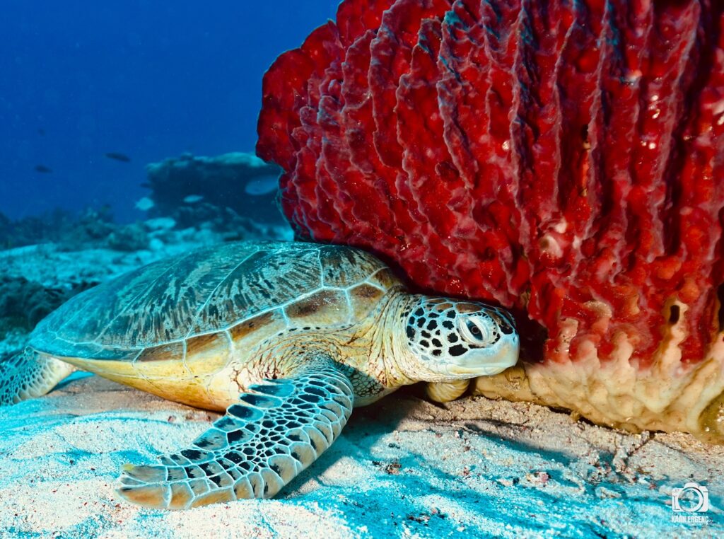 deephookdiscoveries_1757338947_3717150964080718704_76403447352