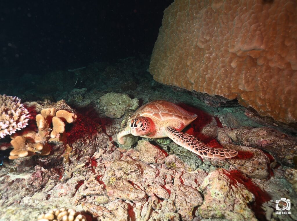 deephookdiscoveries_1757338947_3717150964089096876_76403447352