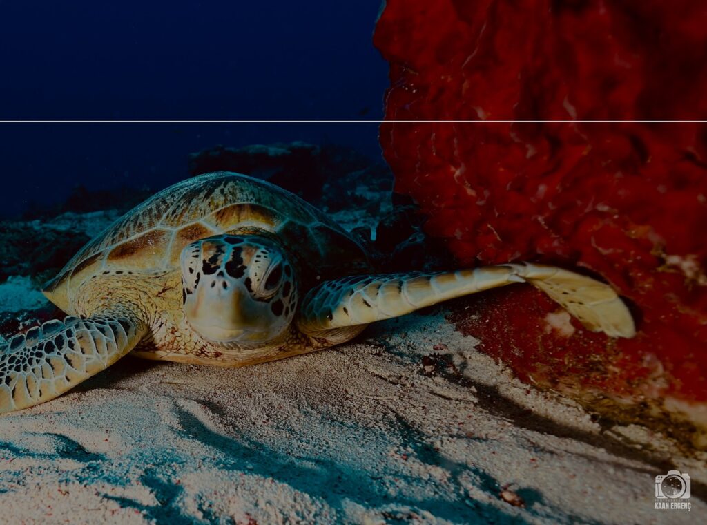 deephookdiscoveries_1757338947_3717150964089106812_76403447352