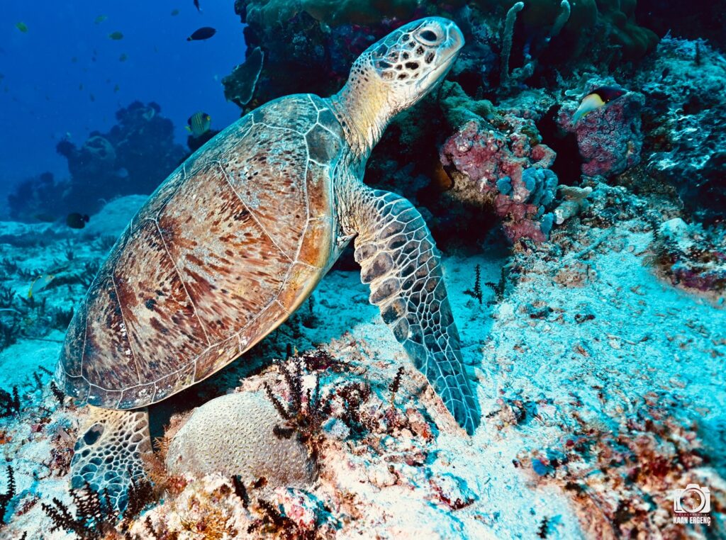 deephookdiscoveries_1757338947_3717150964089128504_76403447352