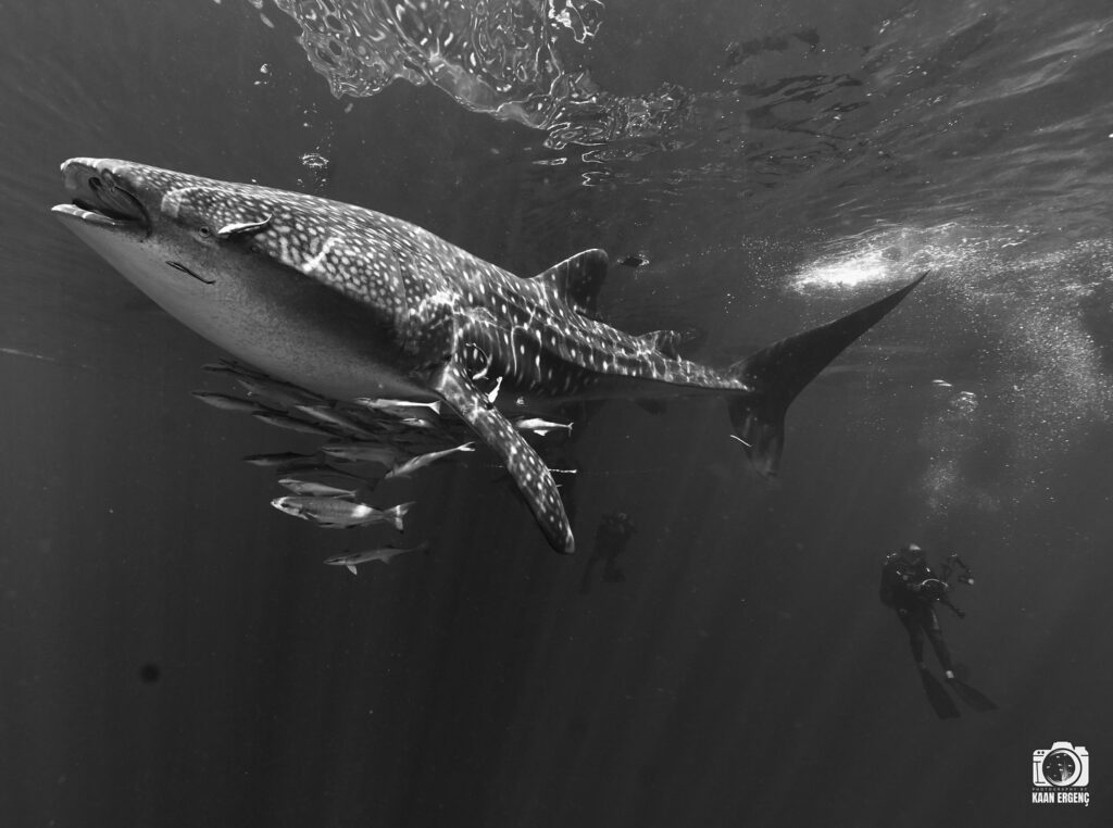 deephookdiscoveries_1757338947_3717150964089137740_76403447352