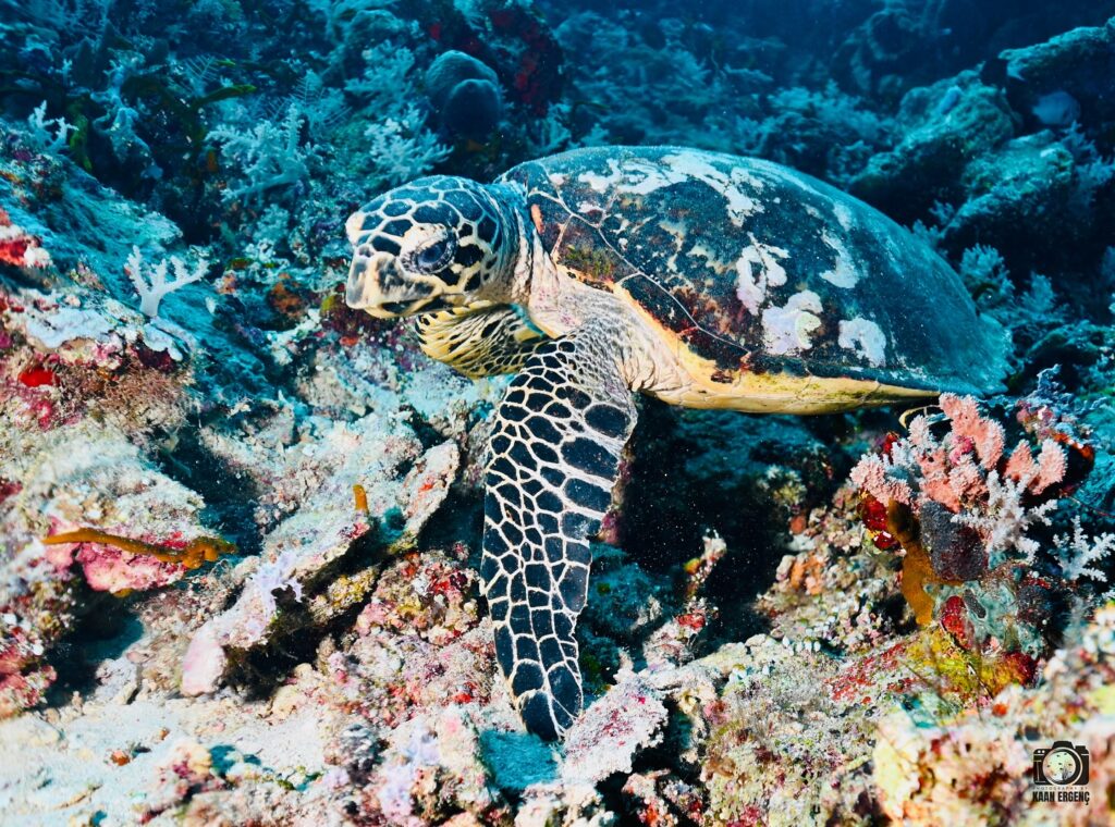 deephookdiscoveries_1757338947_3717150964089141131_76403447352