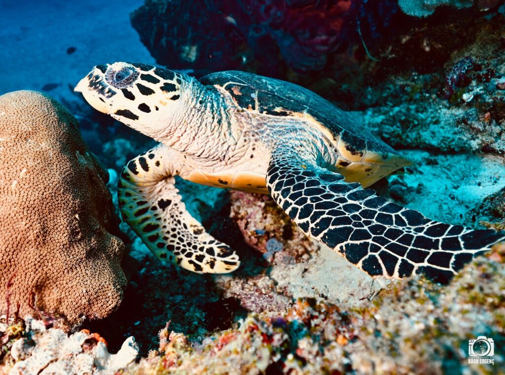 deephookdiscoveries_1757338947_3717150964089142295_76403447352