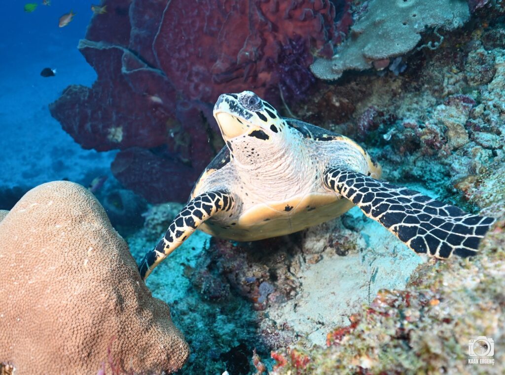 deephookdiscoveries_1757338947_3717150964089153262_76403447352