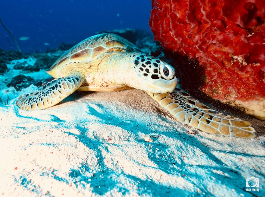 deephookdiscoveries_1757338947_3717150964097484729_76403447352