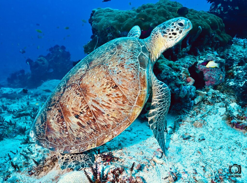 deephookdiscoveries_1757338947_3717150964097489144_76403447352