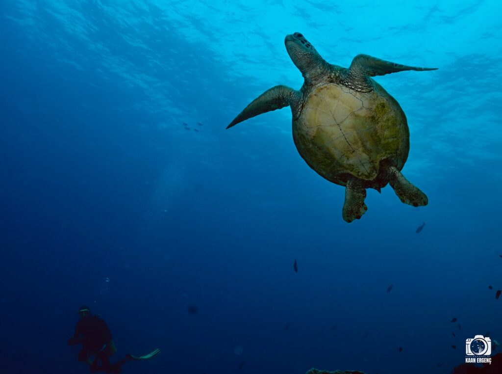 deephookdiscoveries_1757338947_3717150964097521044_76403447352