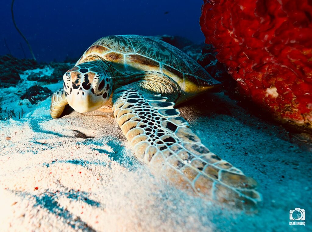 deephookdiscoveries_1757338947_3717150964097532272_76403447352