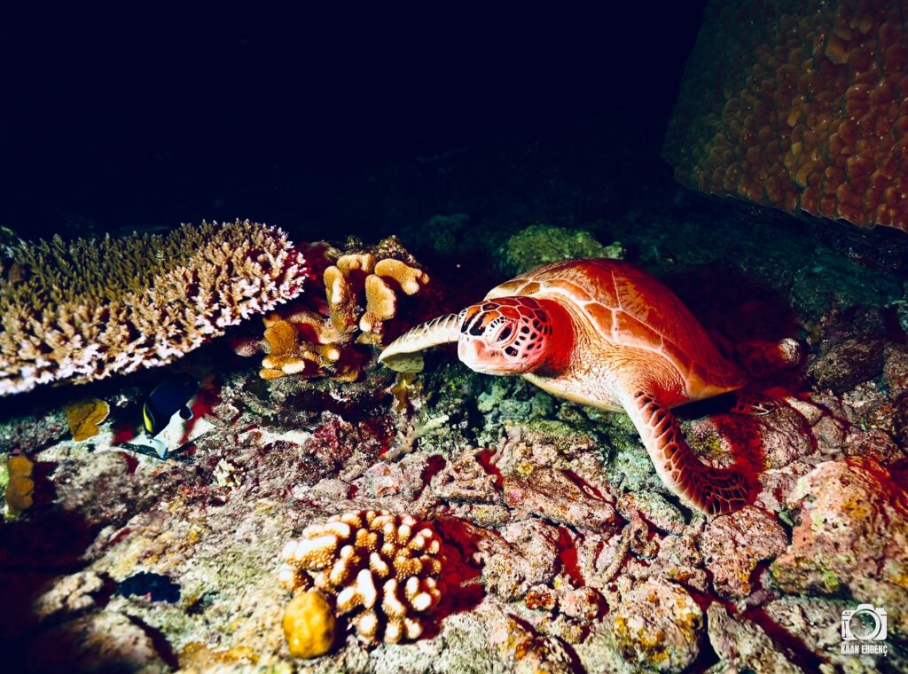 deephookdiscoveries_1757338947_3717150964097534871_76403447352