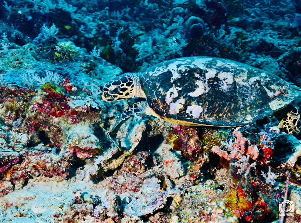 deephookdiscoveries_1757338947_3717150964097541644_76403447352