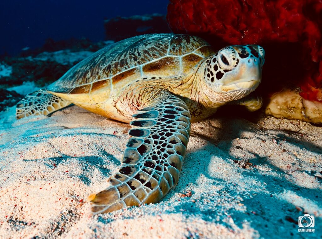 deephookdiscoveries_1757338947_3717150964097547254_76403447352