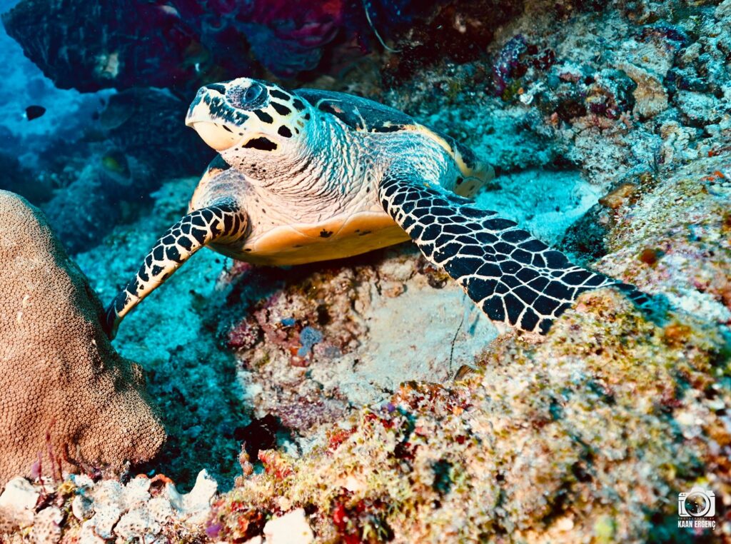 deephookdiscoveries_1757338947_3717150964105933015_76403447352