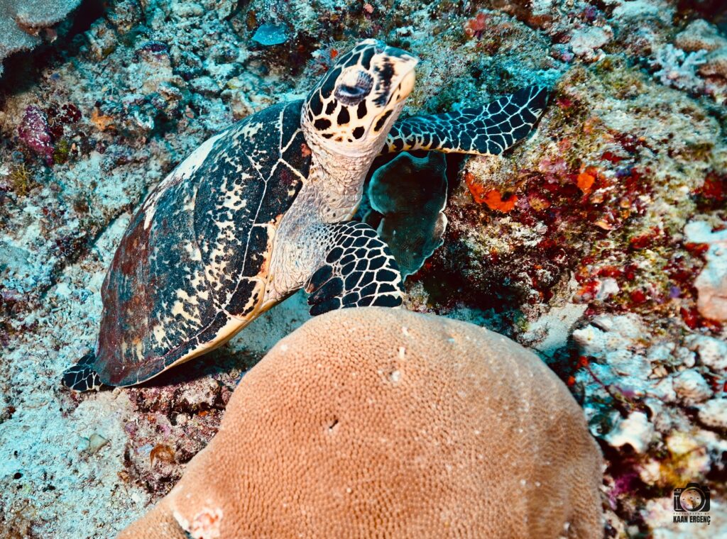 deephookdiscoveries_1757338947_3717150964458251558_76403447352