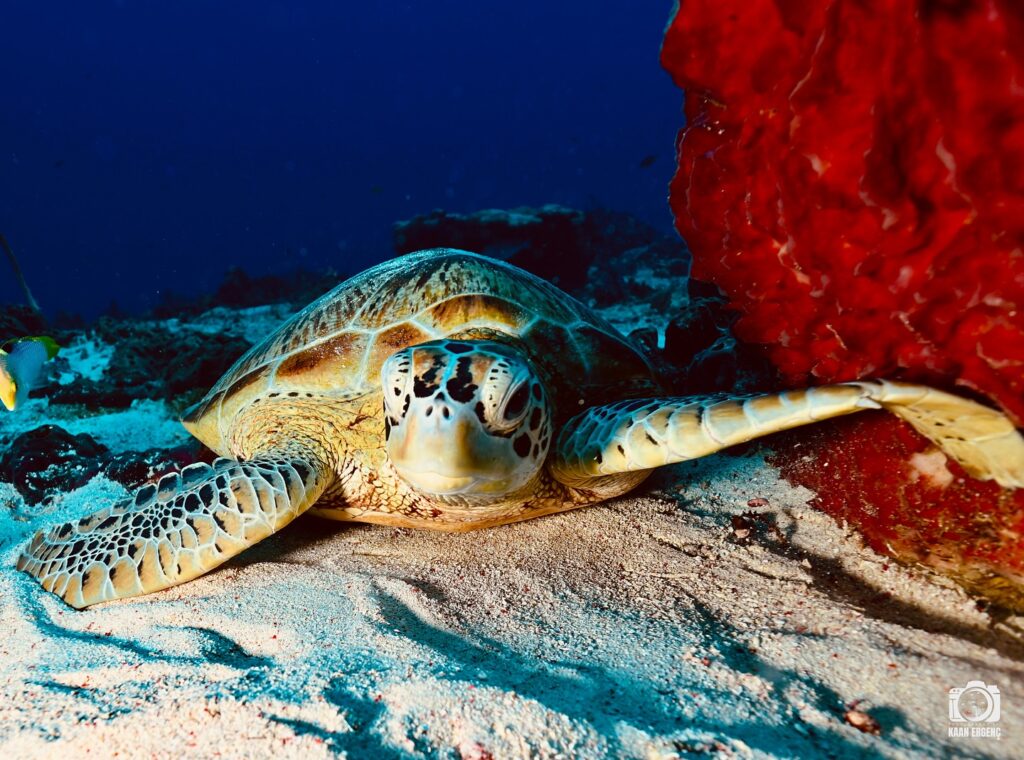 deephookdiscoveries_1757338947_3717150964818918984_76403447352