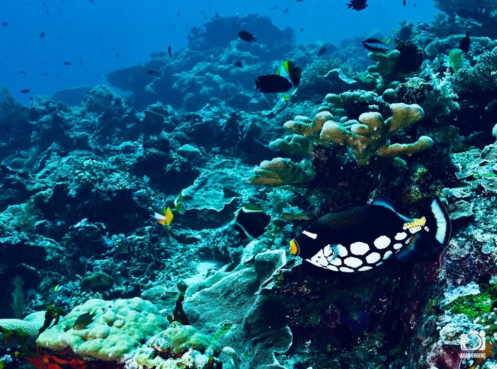 deephookdiscoveries_1757339064_3717151944373479628_76403447352