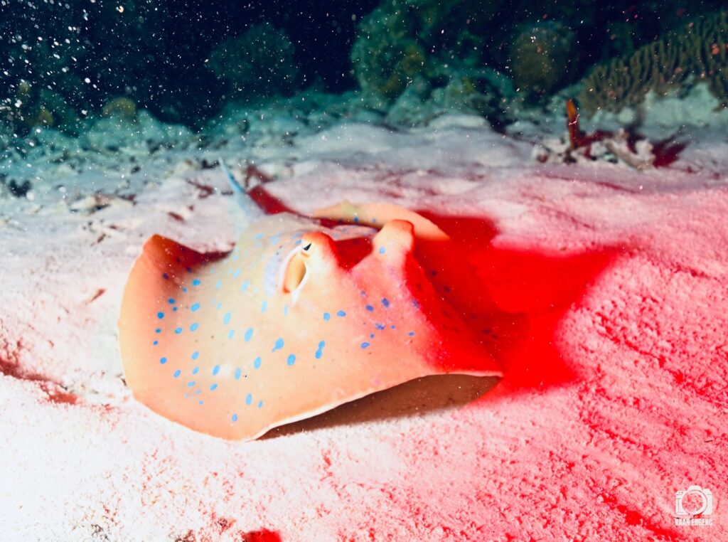 deephookdiscoveries_1757339064_3717151944381835327_76403447352