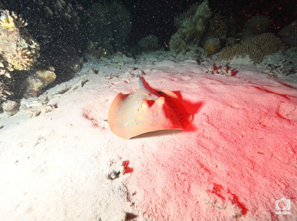 deephookdiscoveries_1757339064_3717151944381841236_76403447352