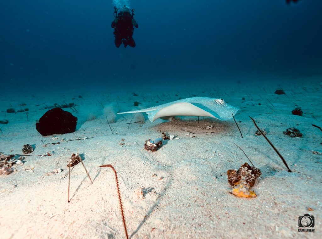 deephookdiscoveries_1757339064_3717151944381851921_76403447352