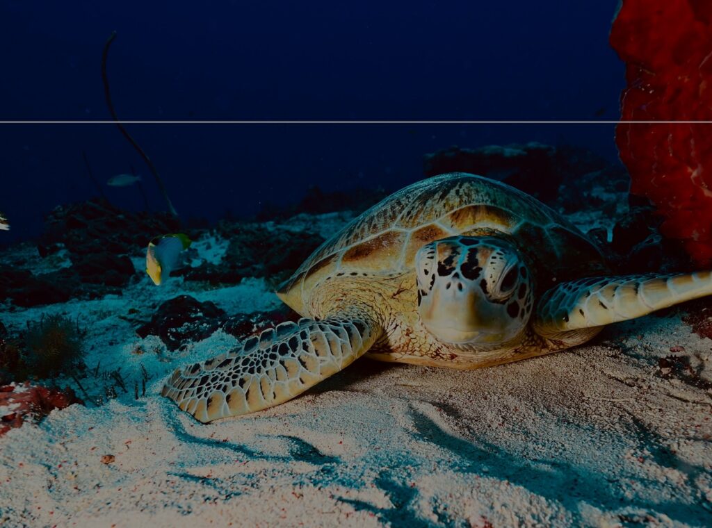 deephookdiscoveries_1757339064_3717151944381852102_76403447352