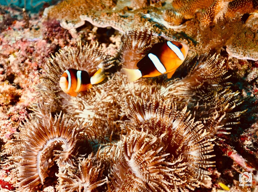 deephookdiscoveries_1757339064_3717151944381857639_76403447352