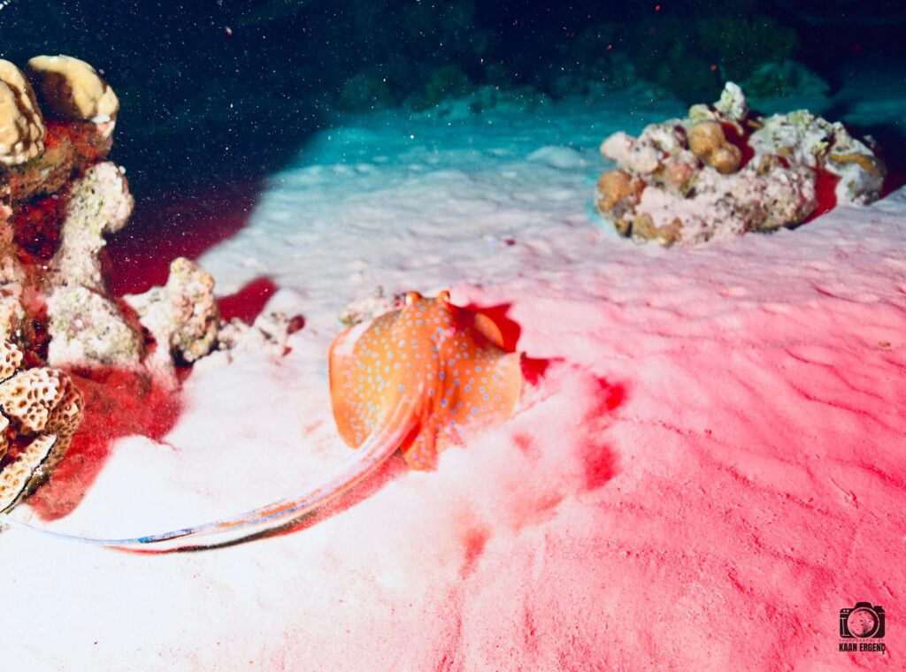 deephookdiscoveries_1757339064_3717151944381863766_76403447352