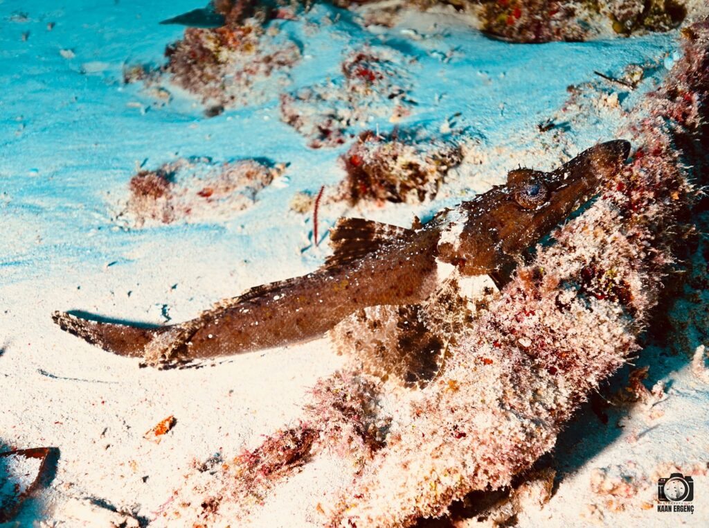 deephookdiscoveries_1757339064_3717151944381867758_76403447352