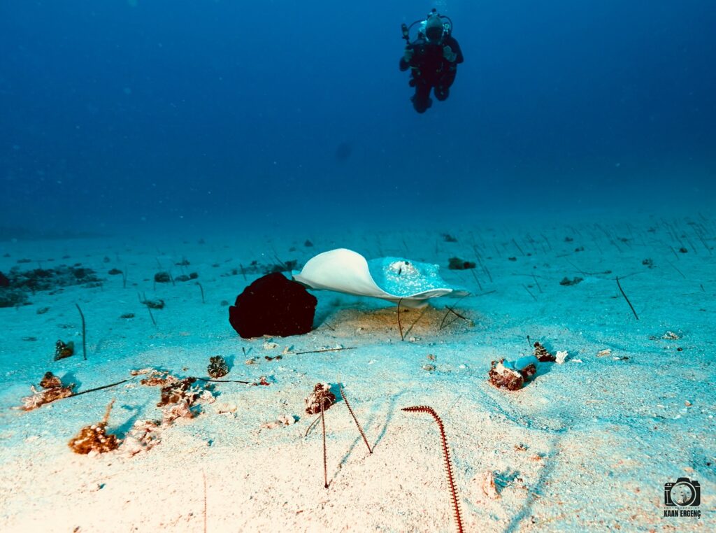 deephookdiscoveries_1757339064_3717151944381880990_76403447352